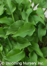 Hosta minor